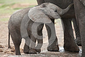 African Elephant Baby