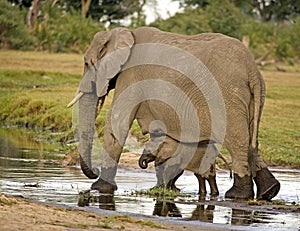 African Elephant and Baby