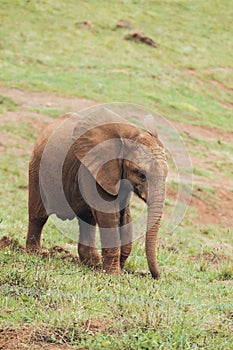 African elephant baby