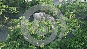 An African elephant with a baby elephant is eat plants in the green jungle. A look at the African jungle. 3D Rendering.