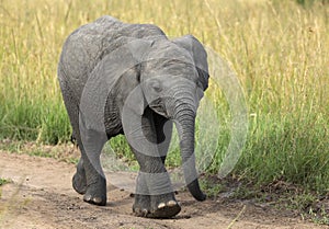 African Elephant Baby, Maasai Mara, Kenya, Africa