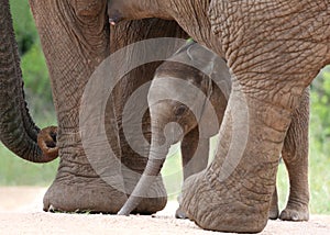 African Elephant Baby and Mom