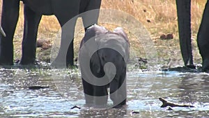 African elephant baby playing in the water