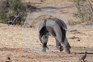 African Elephant baby running in Kruger National Park in South Africa