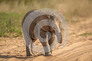 African elephant baby squirting sand over head