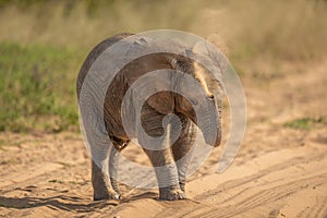 African elephant baby squirting sand over itself