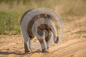 African elephant baby squirts sand over itself