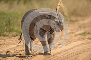 African elephant baby throwing sand over back