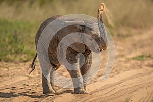 African elephant baby throwing sand over head