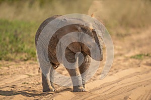 African elephant baby throwing sand over itself