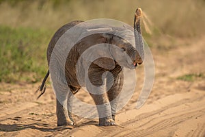 African elephant baby throws sand over head