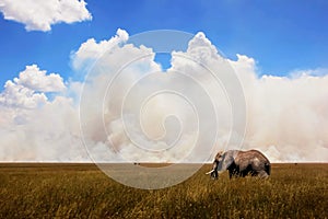 African elephant in the background of the sky .