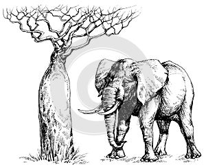 African elephant and baobab