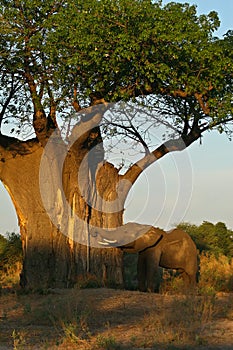 African Elephant and Baobab tree at sunrise