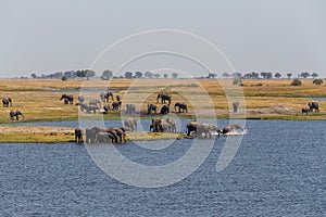 African Elephant in Chobe National Park