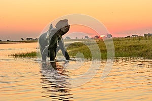 African elephant bathing at dusk