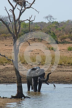 African elephant bathing in a small pond. Kruger National Park, South Africa.