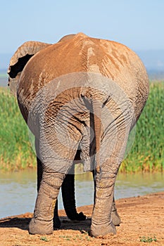 African elephant from behind