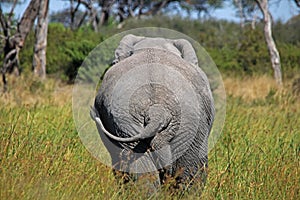 AFRICAN ELEPHANT FROM BEHIND WALKING THROUGH LUSH GREEN GRASS