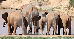 African Elephant Behinds