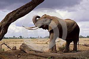 Un elefante 