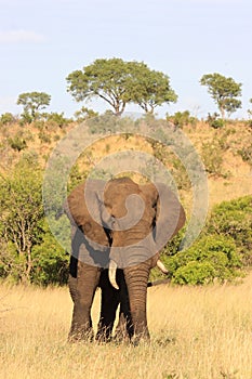 Un elefante 