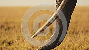 African Elephant Big Tusks and Trunk Close Up, Africa Animal in Masai Mara, Kenya, Wildlife Ivory Tr