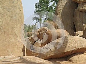 African elephant, Bioparc Valencia photo