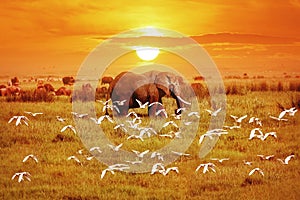 African elephant and birds at sunset. Africa. Tanzania