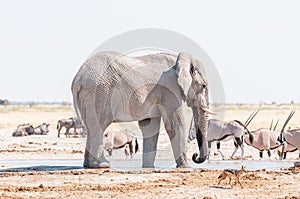 African elephant, black backed jackal and oryx at a waterhole