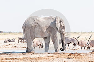 African elephant, black backed jackal and oryx at a waterhole photo