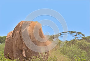 african elephant blowing a cloud of dust onto its head using its trunk in the wild savannah of buffalo springs national reserve,