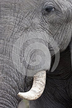 African Elephant - Botswana