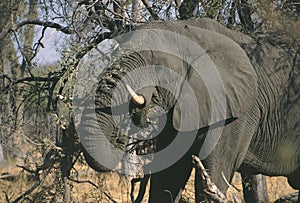 African Elephant Botswana Moremi