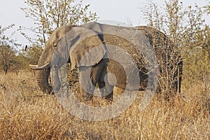 African elephant browsing in dry veldt