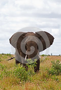 African elephant browsing in Grass-field