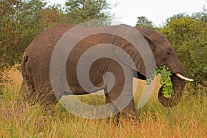 African elephant browsing in Grass-field