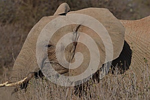 African Elephant in the brush