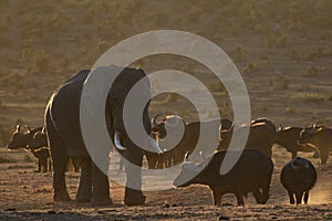 African elephant and buffalo encounter