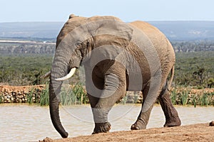 African Elephant Bull