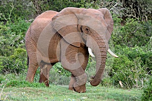 African Elephant Bull