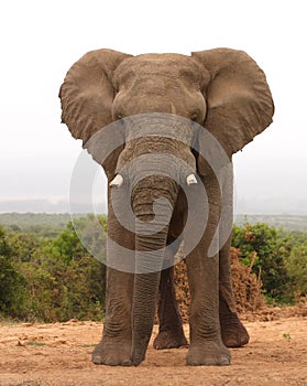 African Elephant Bull photo