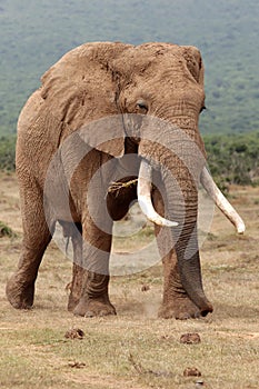 African Elephant Bull