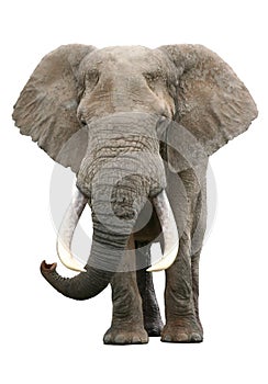 African Elephant Bull