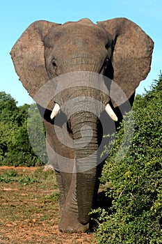 African Elephant Bull