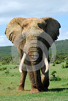 African elephant bull