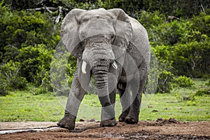 African elephant bull.