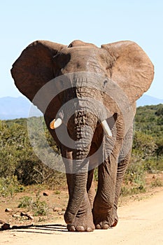 African Elephant Bull