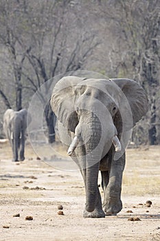 African Elephant bull approaching towards camera