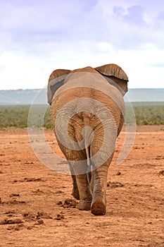 African elephant bull from behind walking away